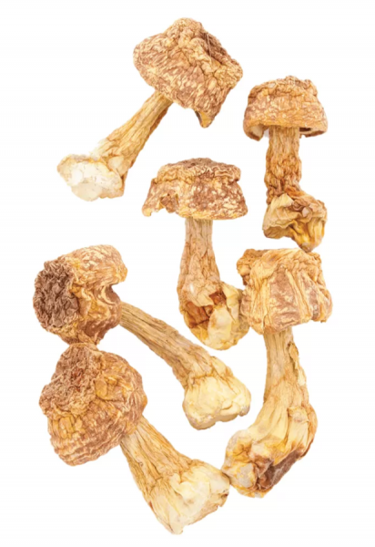 HAWLIK Agaricus getrocknet 100g