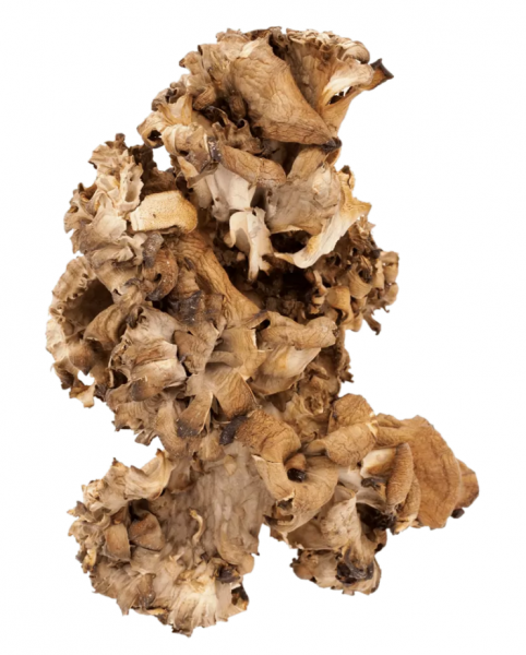 HAWLIK Maitake getrocknet